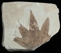 Fossil Sycamore Leaf - Green River Formation #2328-1